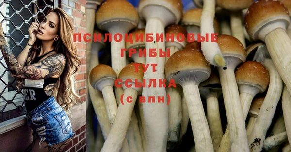 гашик Корсаков
